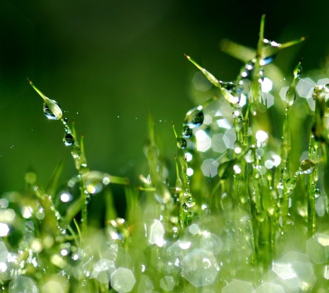 Test Ad as Selling Décor Plant